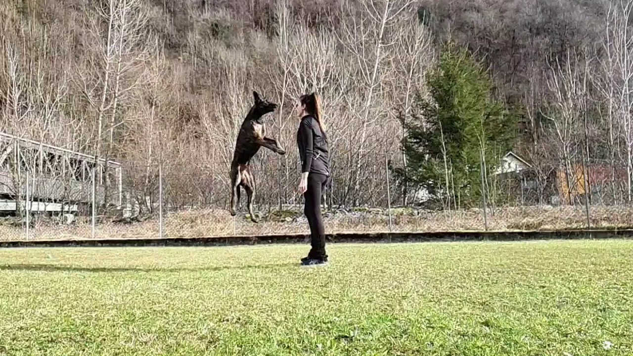 Pastore olandese/Dutch shepherd/Hollandse Herdershond - Claudia Vassallo & Major Beck's SDKA