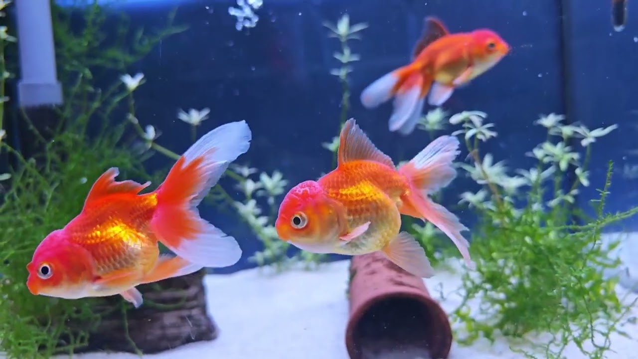 Nytt i butiken! 2025 V.32 Malawi och tetror 🐠🌿🐟