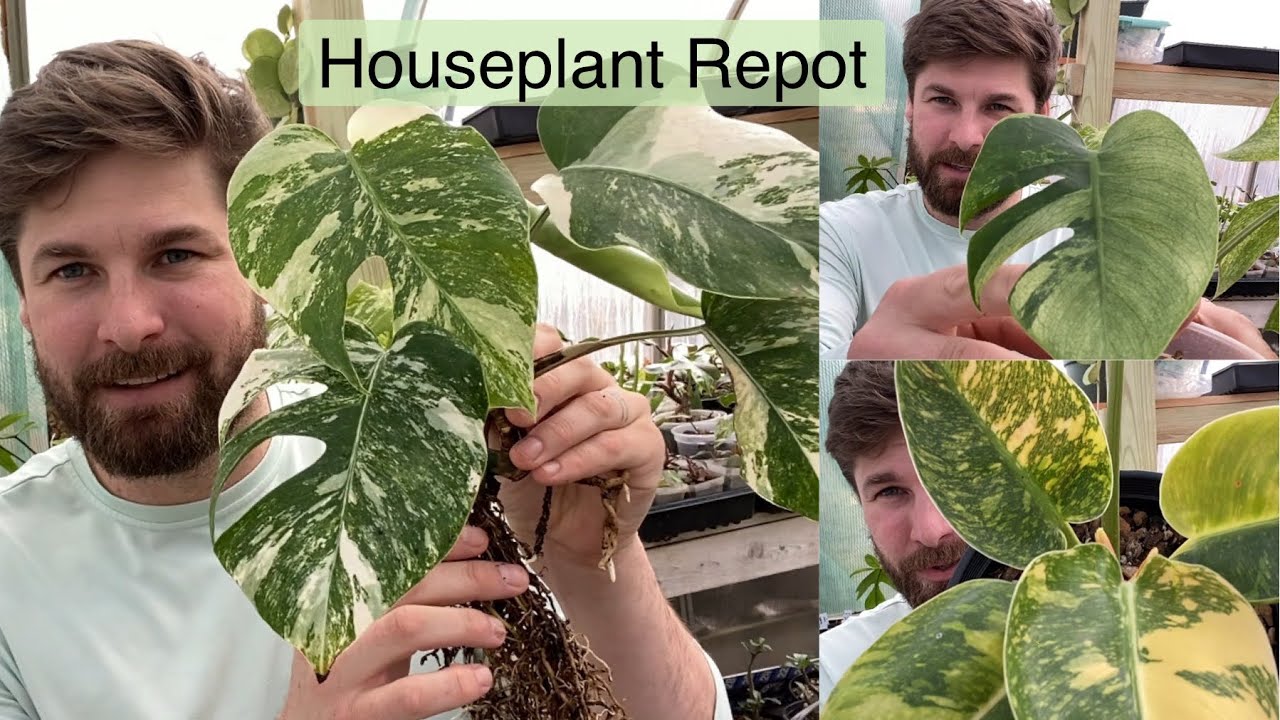 Houseplant Repot! (Soil to Leca) Caramel Marble, Green Congo Nuclear, Monstera Mint and More