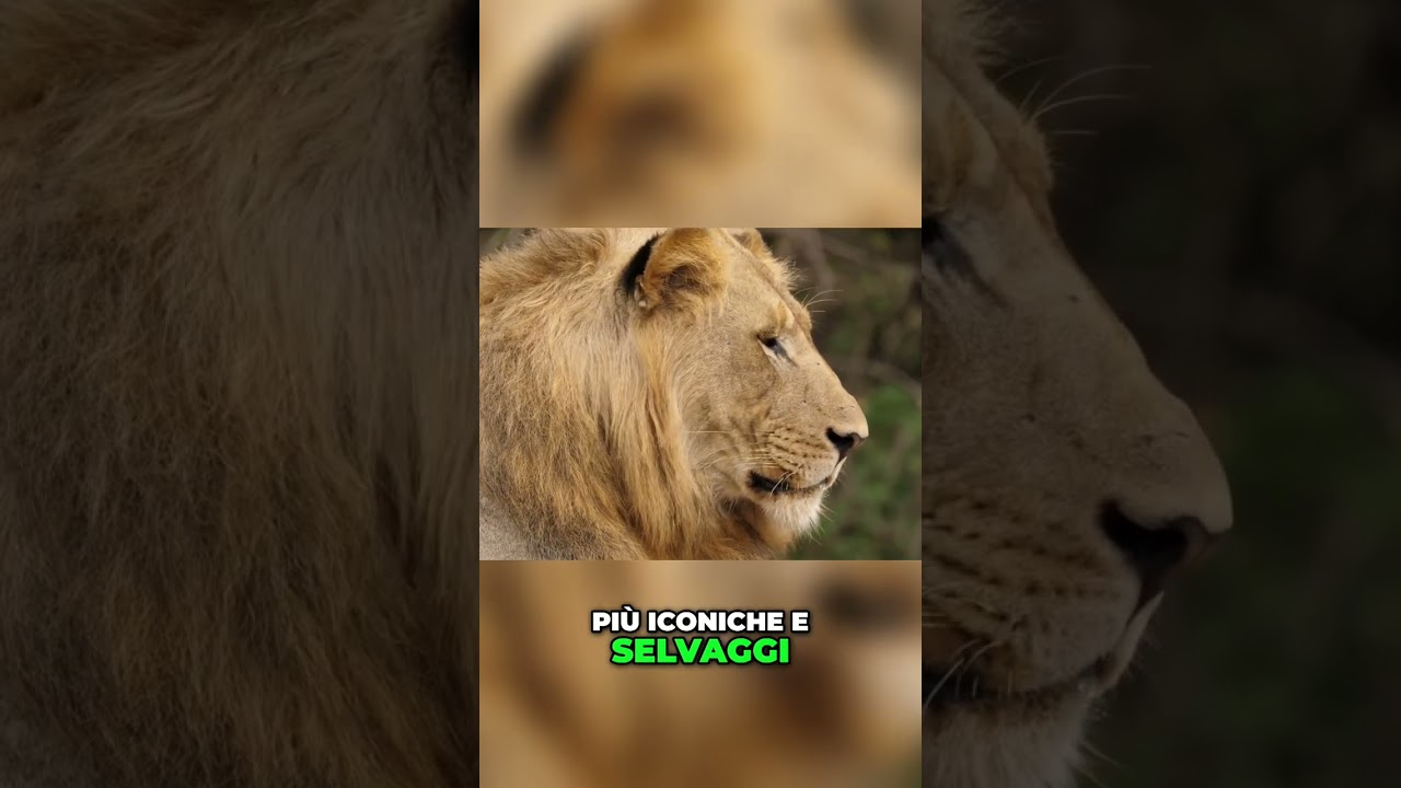 Esplorando la fauna selvatica del Parco Nazionale Kruger: un'esperienza unica in Sudafrica