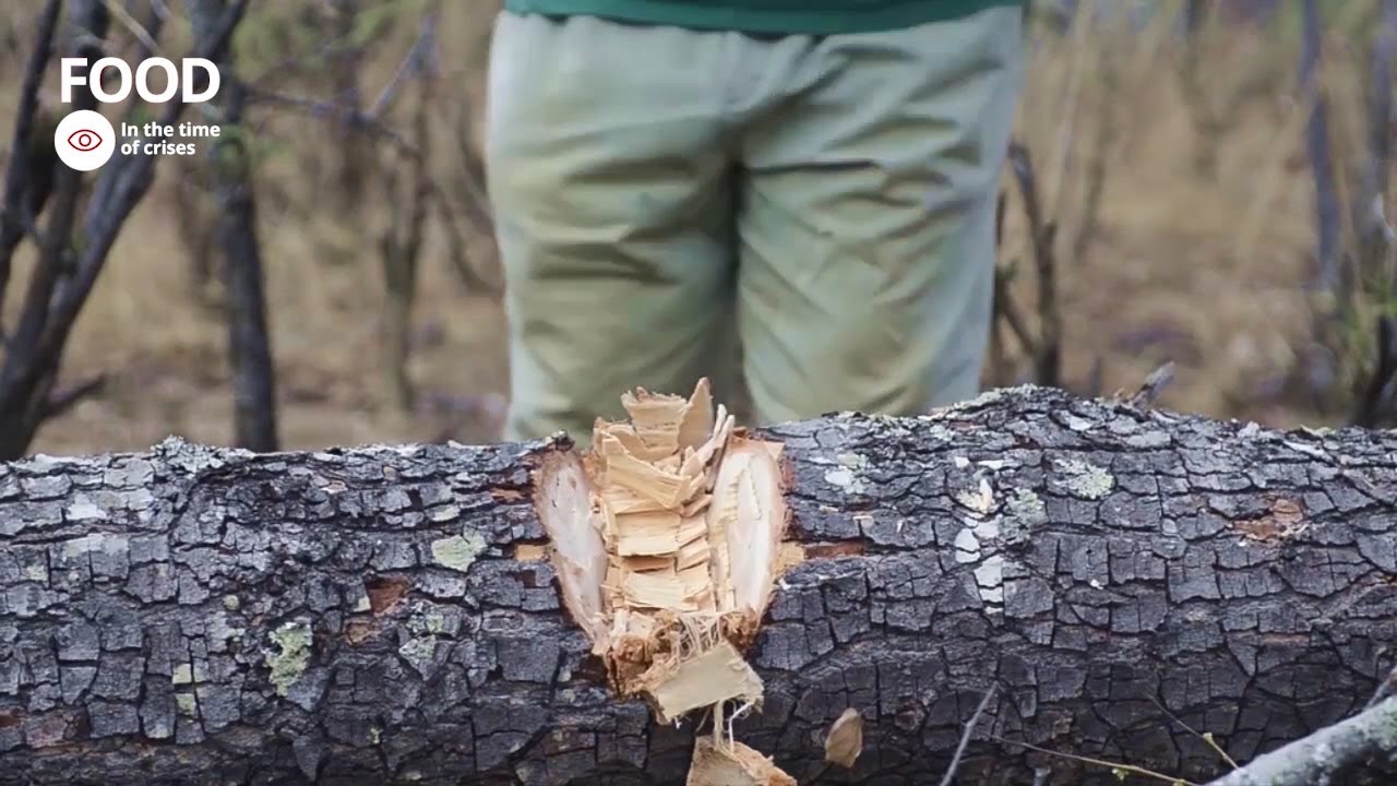 How we can achieve sustainable wood fuel production in Sub-Saharan Africa