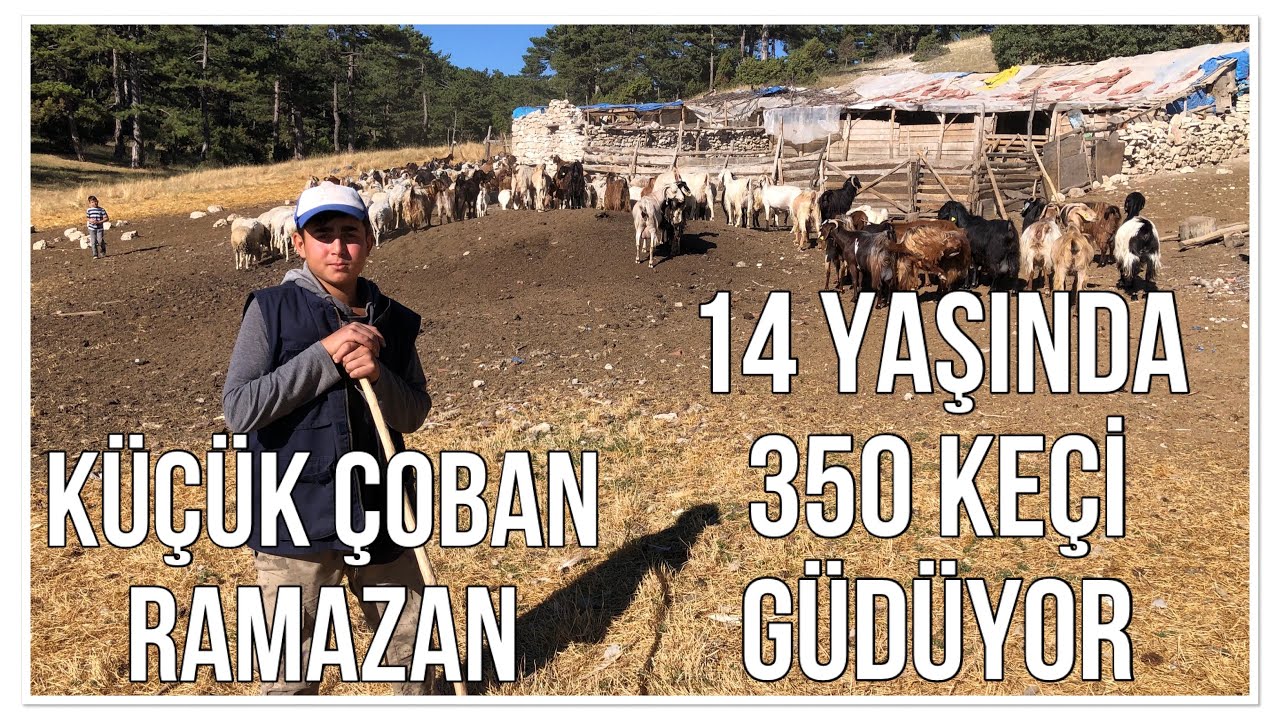 14 YAŞINDA 350 KEÇİ GÜDÜYOR