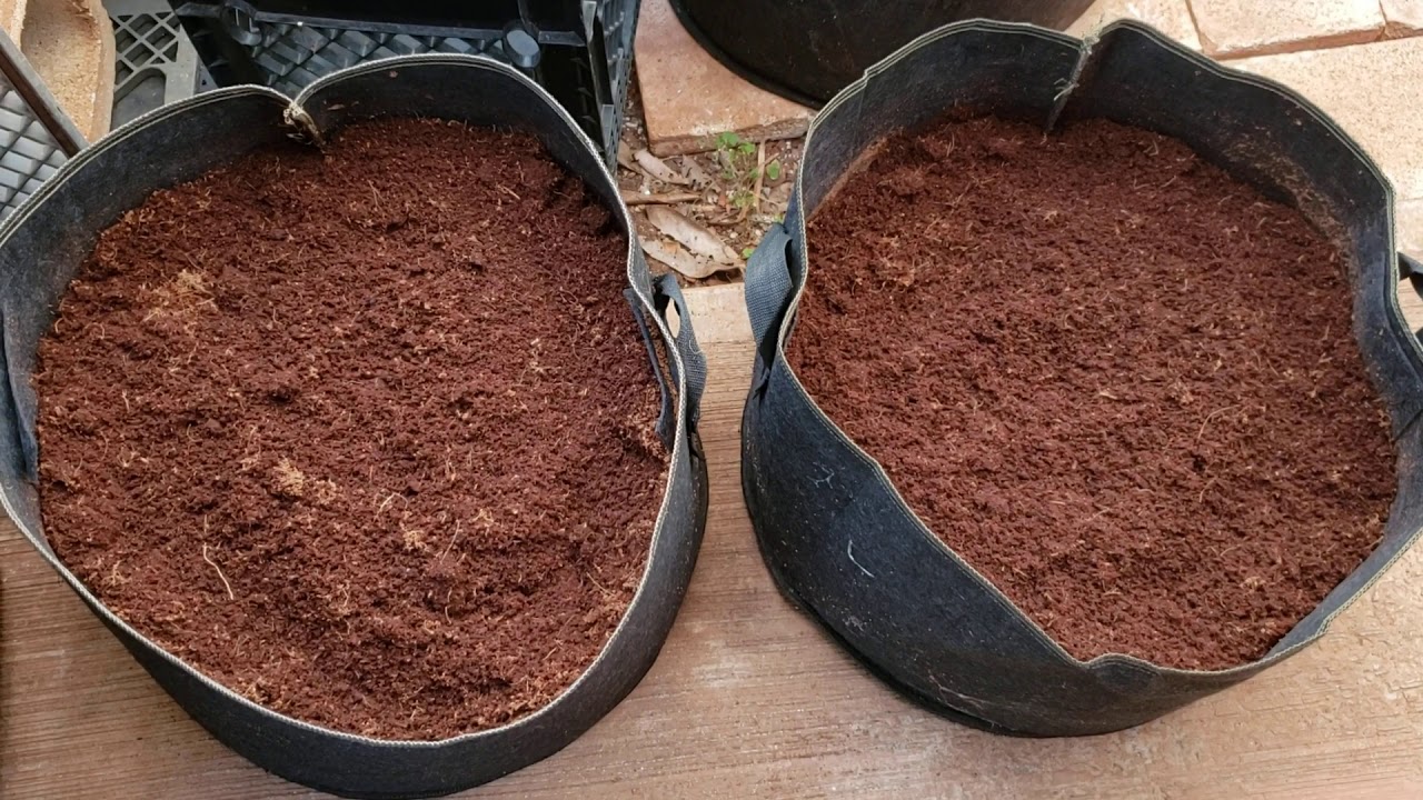 Roots Organic Coco