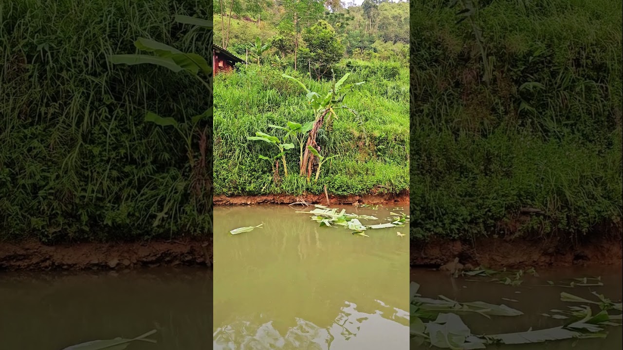Banana harvest #buildingnewlife #fishpond #buildfarm