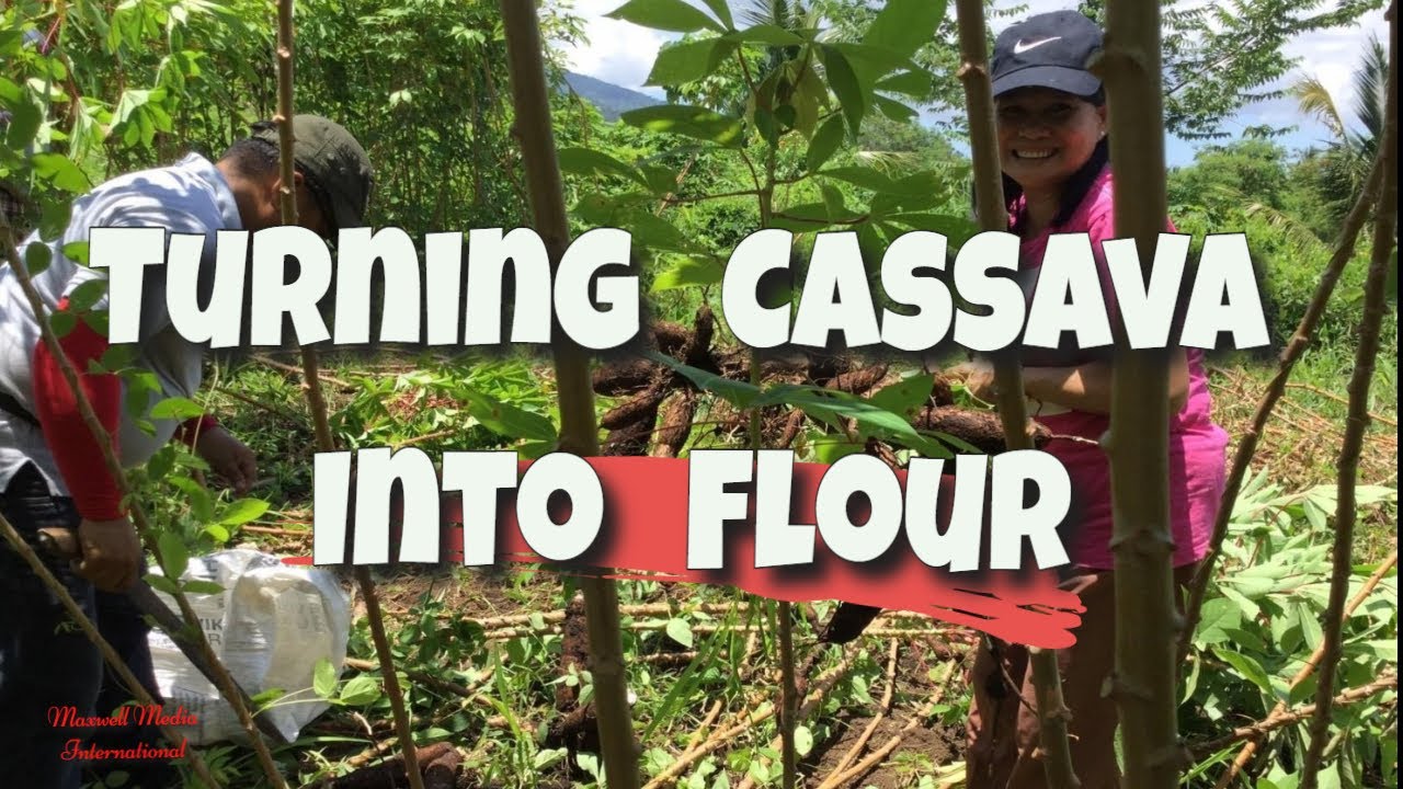 Turning Cassava Root Into Flour
