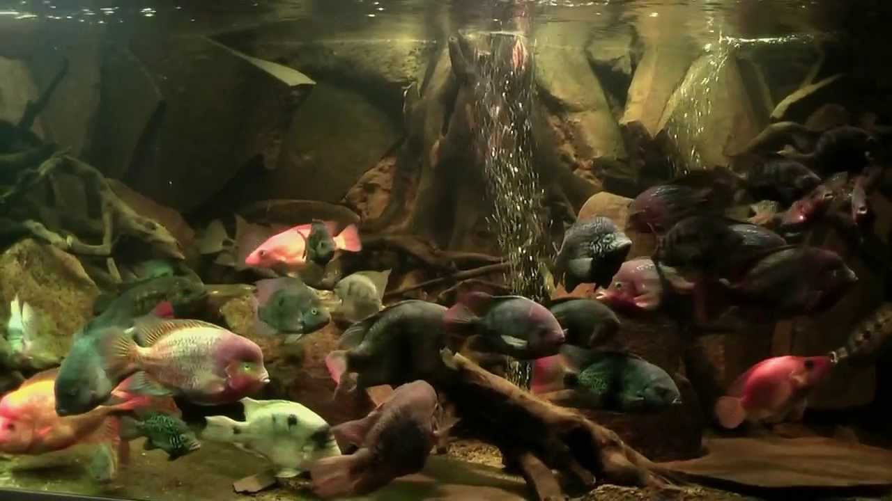 American cichlids aquarium II.