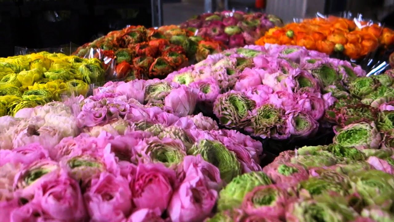 SICA Marché aux Fleurs// Clients Alcatraz IT