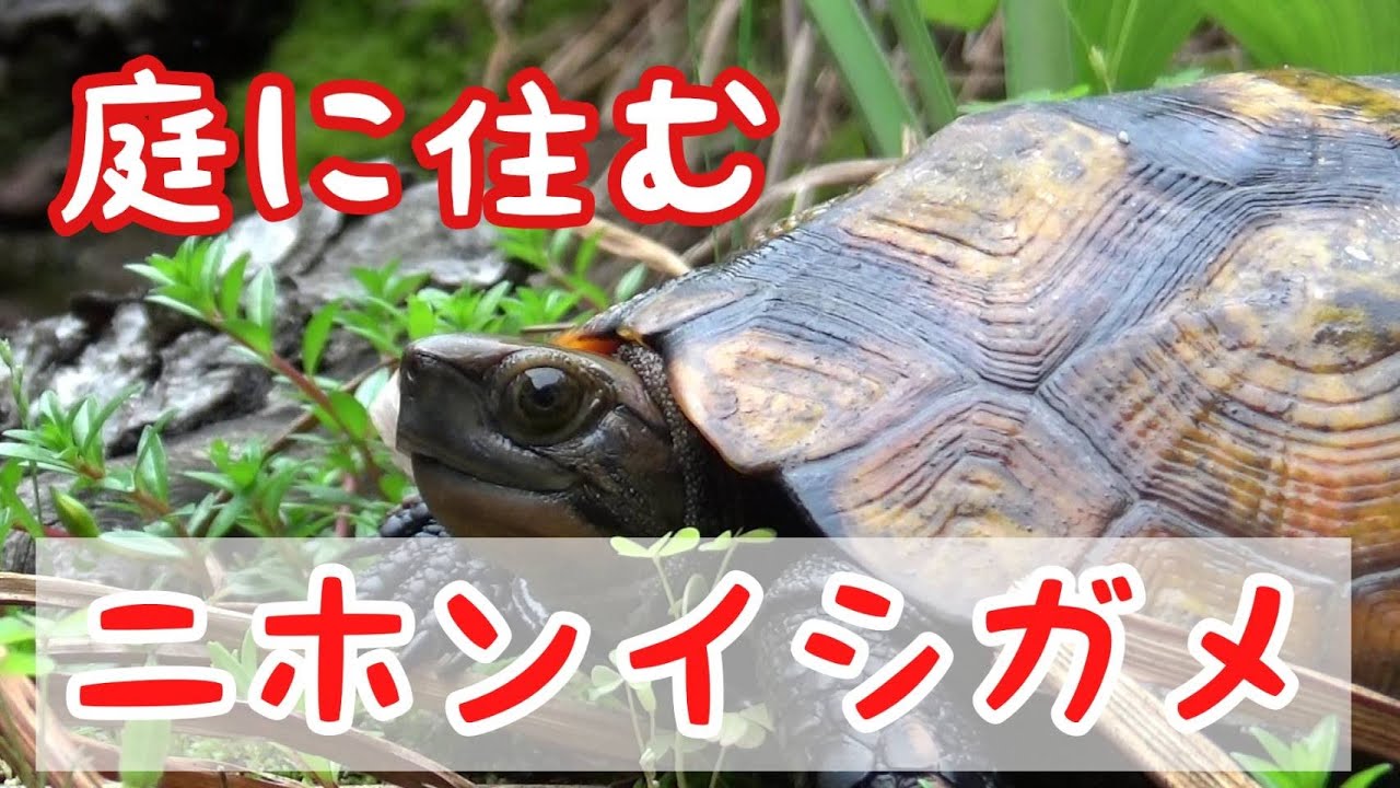 庭のビオトープにニホンイシガメが住み着きました【カメ】