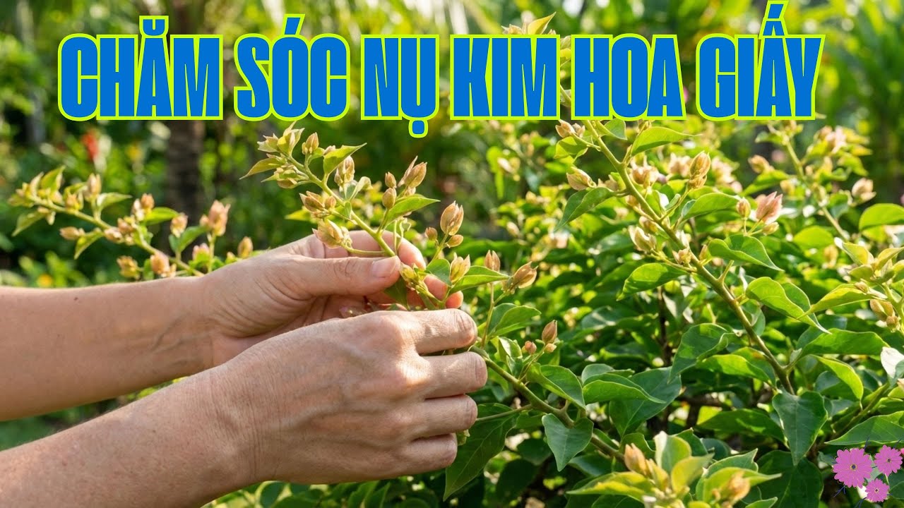 👉 CHĂM S&Oacute;C NỤ KIM HOA GIẤY Đ&Uacute;NG KỸ THUẬT &ndash; GI&Uacute;P HOA NỞ ĐỀU, ĐẸP, Đ&Uacute;NG TẾT#hoagiay#nukimhoagiay#