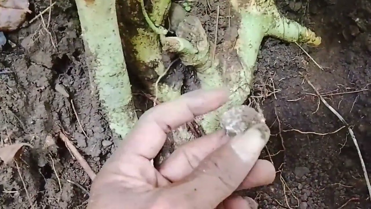 #part27 Nyari serut di lereng gunung harus teliti // bonsai serut taman