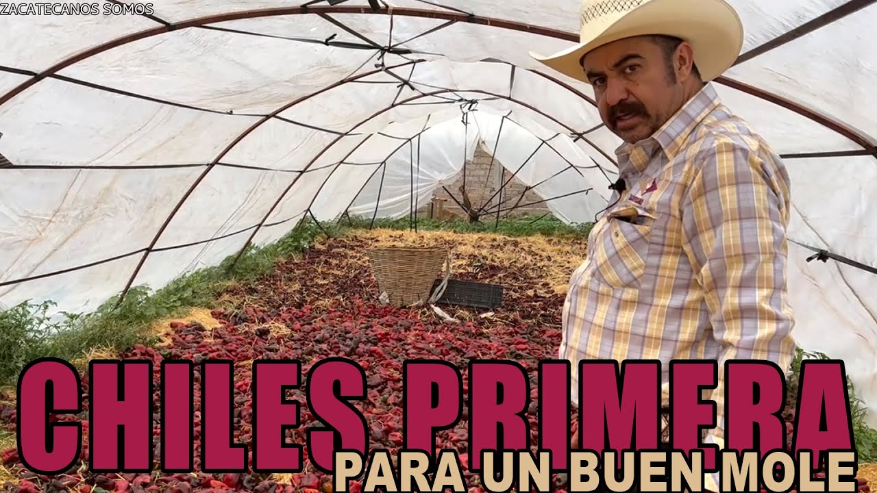 ESTE ES EL MEJOR CHILE para cualquier mole