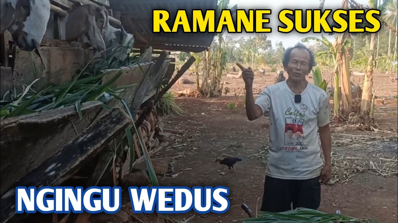 Ngingu Wedus Semending Disit Suwe Suwe Bisa Dadi Berah