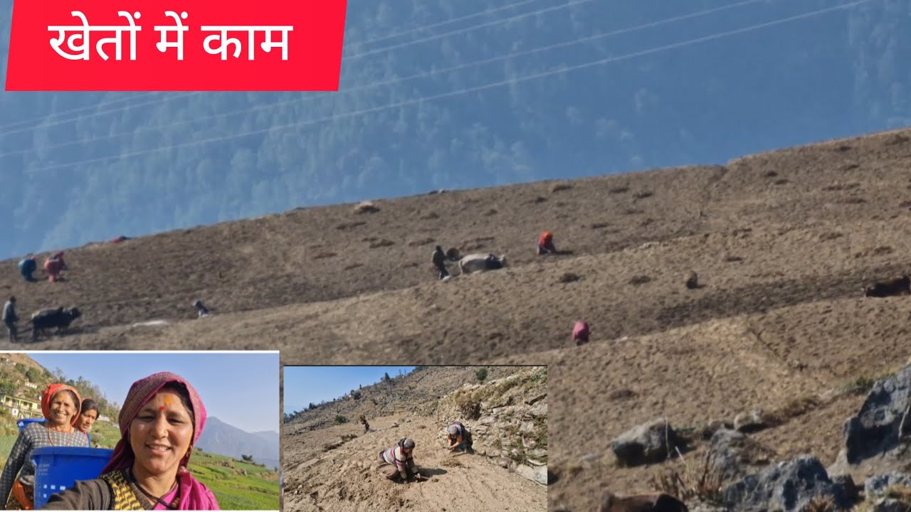 खेतों में काम #devbhumi#Uttrakhand # देवभूमि उत्तराखंड#pahadi#Garhwali
