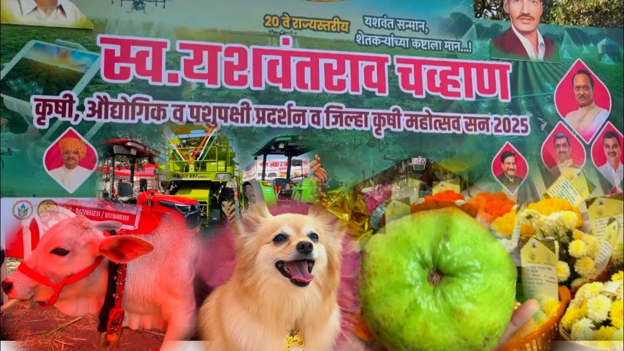 कराड कृषी प्रदर्शन 2025 | दोन फूट उंचीची गाय | Dog Show | Karad krushi Pradarshan