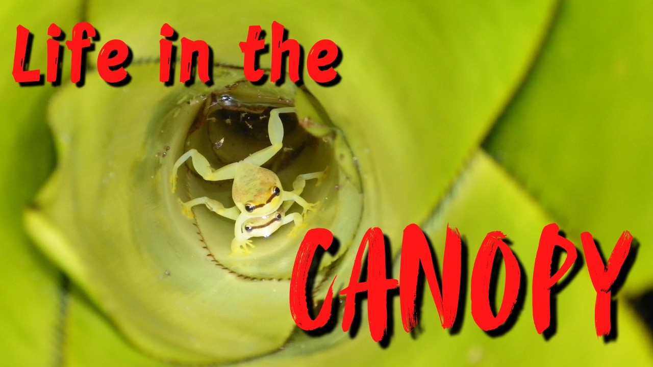 The Secret Life of Epiphytes — Mini Jungles in the Canopy