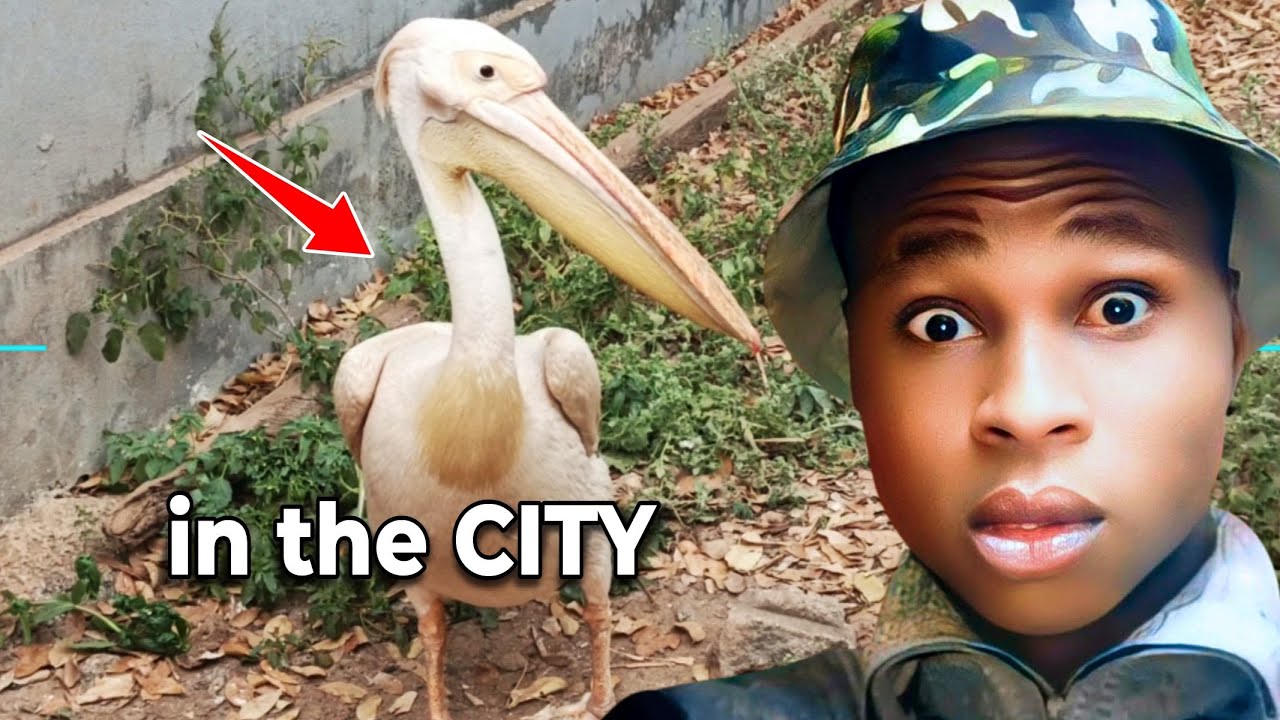 Wildlife in Burkina Faso🇧🇫 the MEDIA NEVER Talks About | Parc Urbain Bangr Weogo