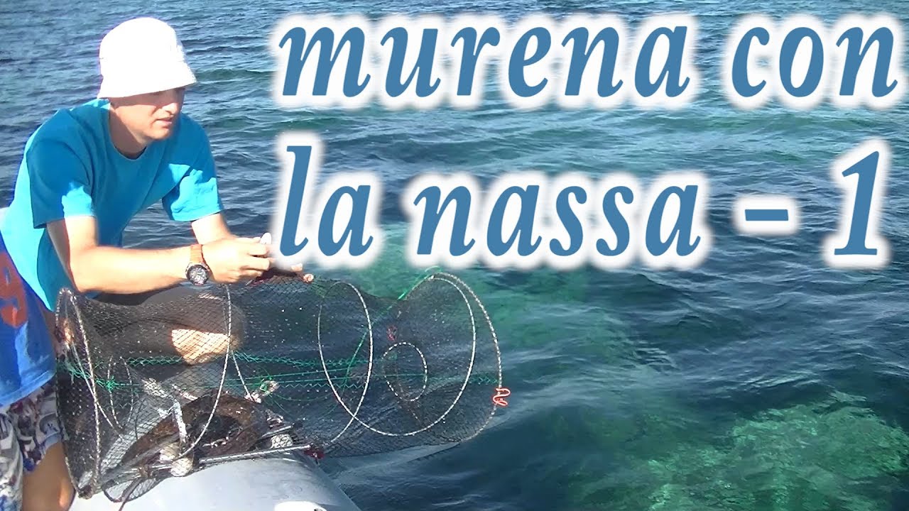 MURENA CON LA NASSA tentativo 1 come pescare una murena le murene gronchi anguille nasse