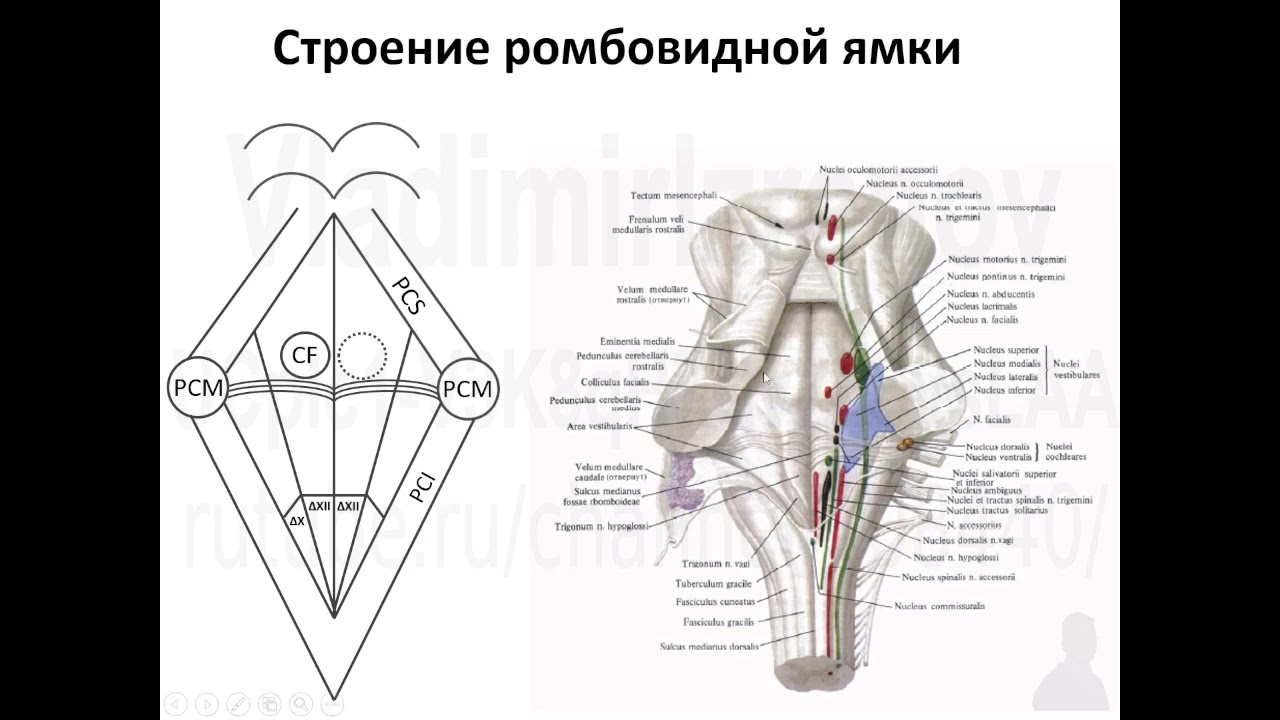Рельеф ромбовидной ямки 2022 04 22 10 49 52