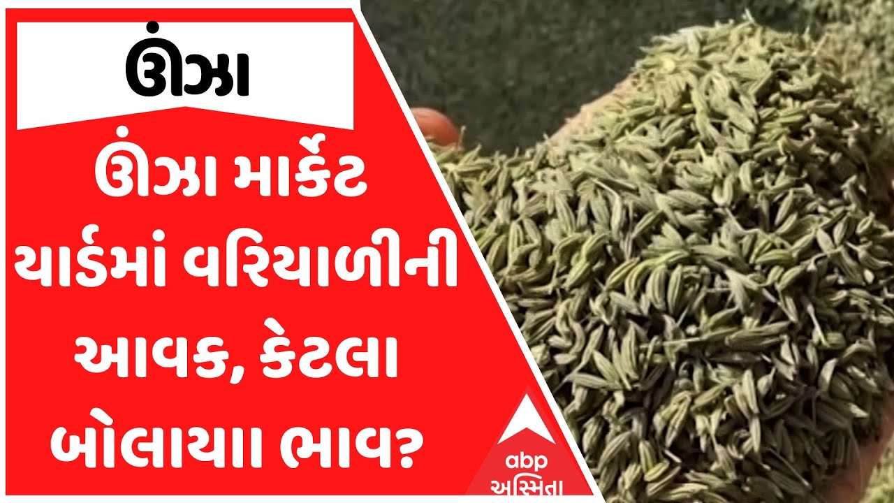 Unjha Marketing Yard | ઊંઝા માર્કેટ યાર્ડમાં વરિયાળીની આવક, કેટલા બોલાયાા ભાવ?
