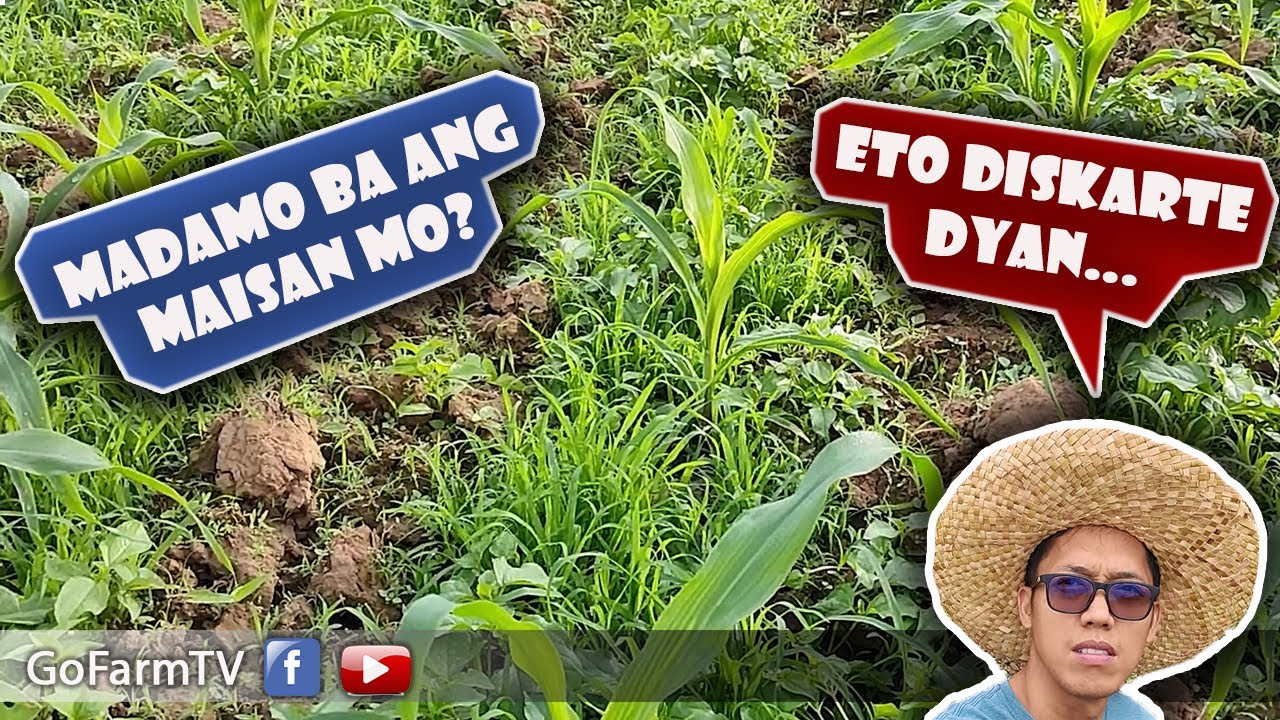 PINAKA MABISA AT MABILIS PANG TANGGAL NG DAMO / DK P NK PART 4 / GOFARM TV
