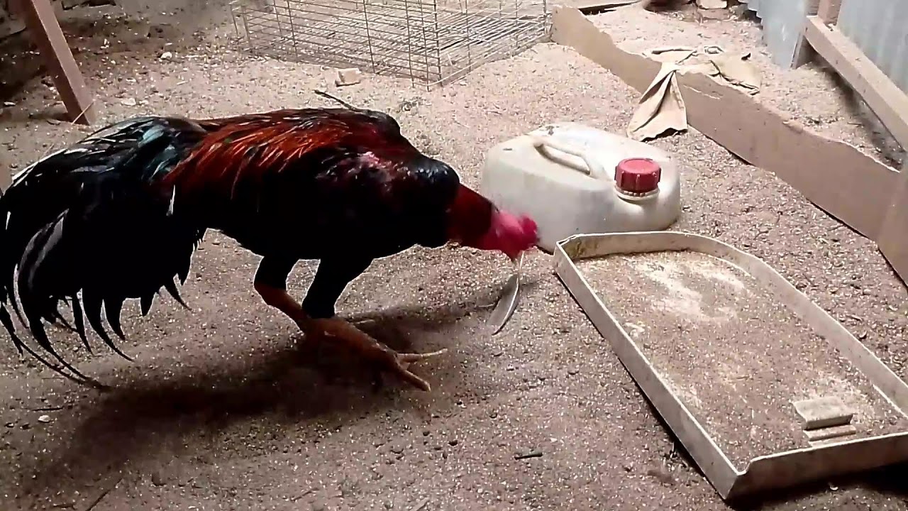 AYAM BANGKOK AYAM BERKUALITAS