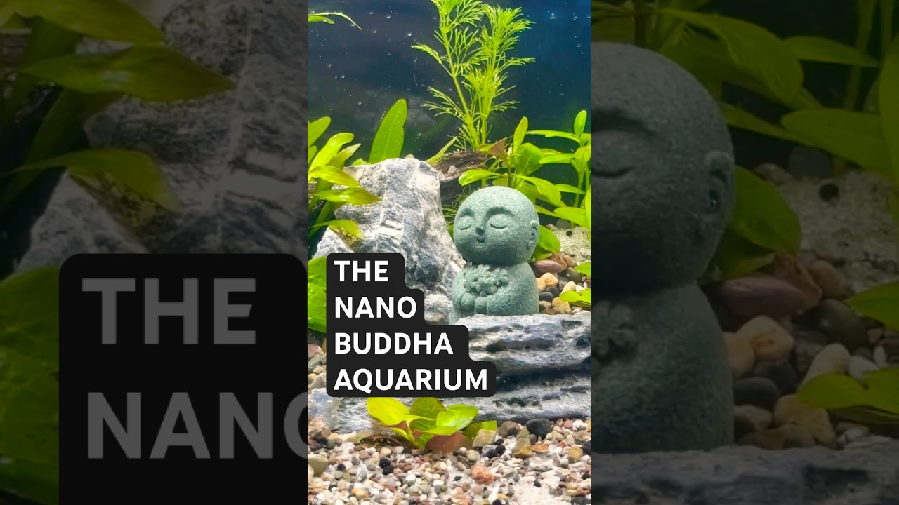 THIS IS THE BEST NANO TANK I HAVE!