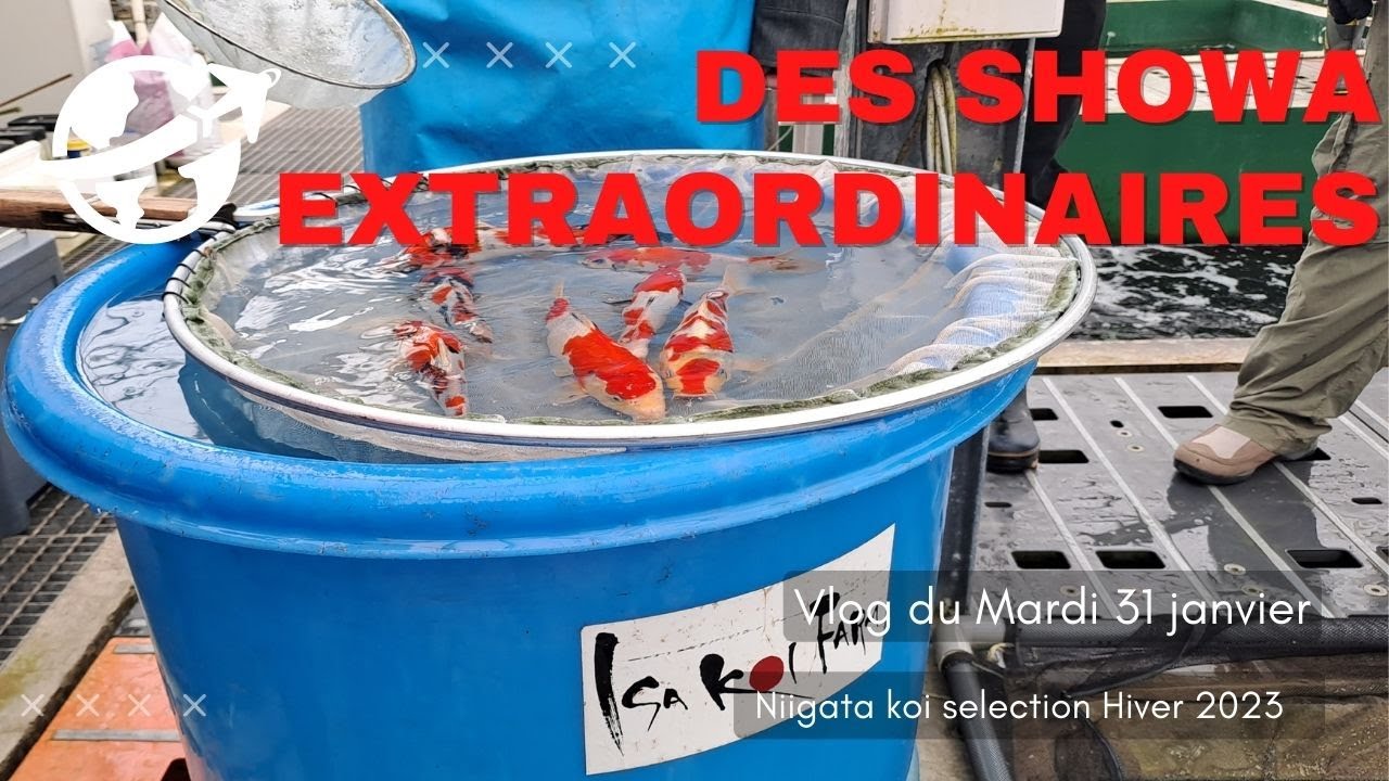 De magnifiques Showa et du Sansai !