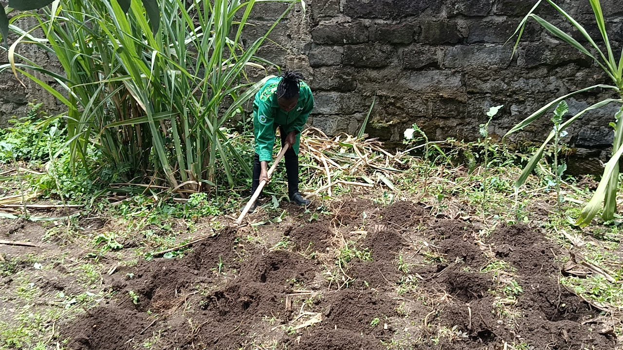 Cleaning Old Rabbits Cages and Chicken Coop/Planting Maize and Sukuma wiki/Farm Life in Kenya.