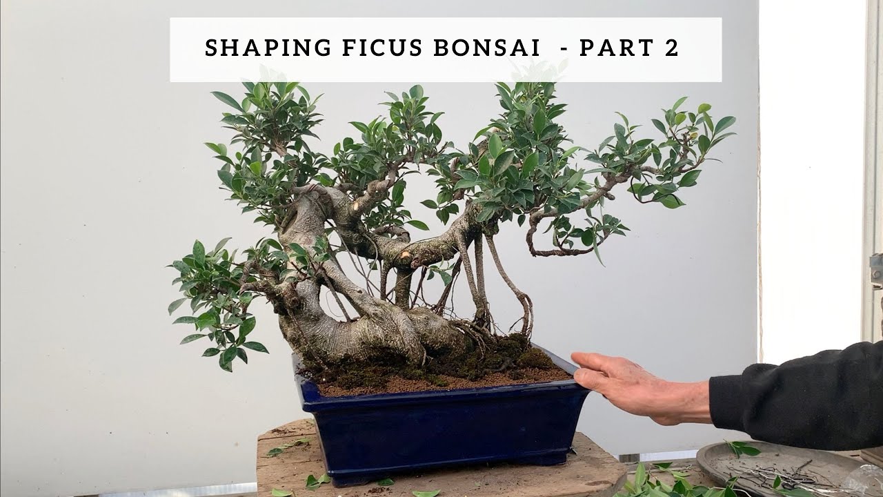 Shaping Ficus Bonsai - Part 2