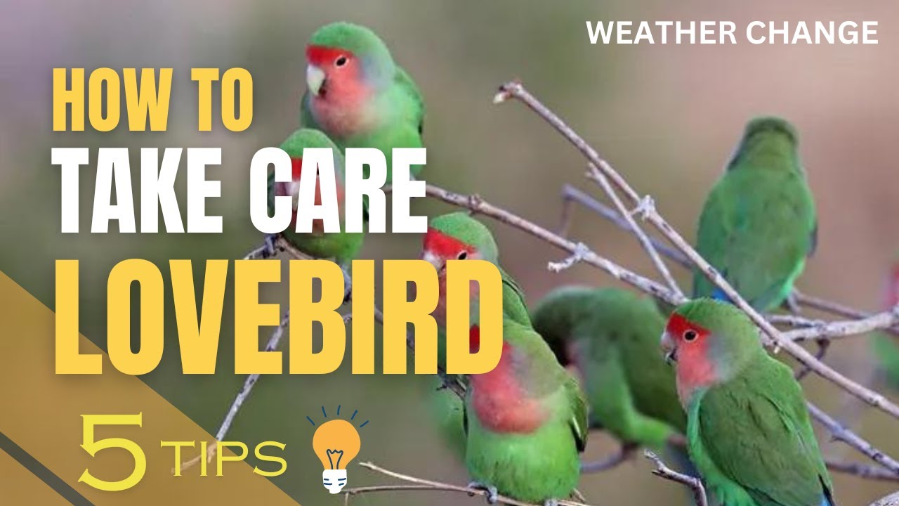 How to Take Care of a Lovebird in changing of weather | 5 Essential Tips