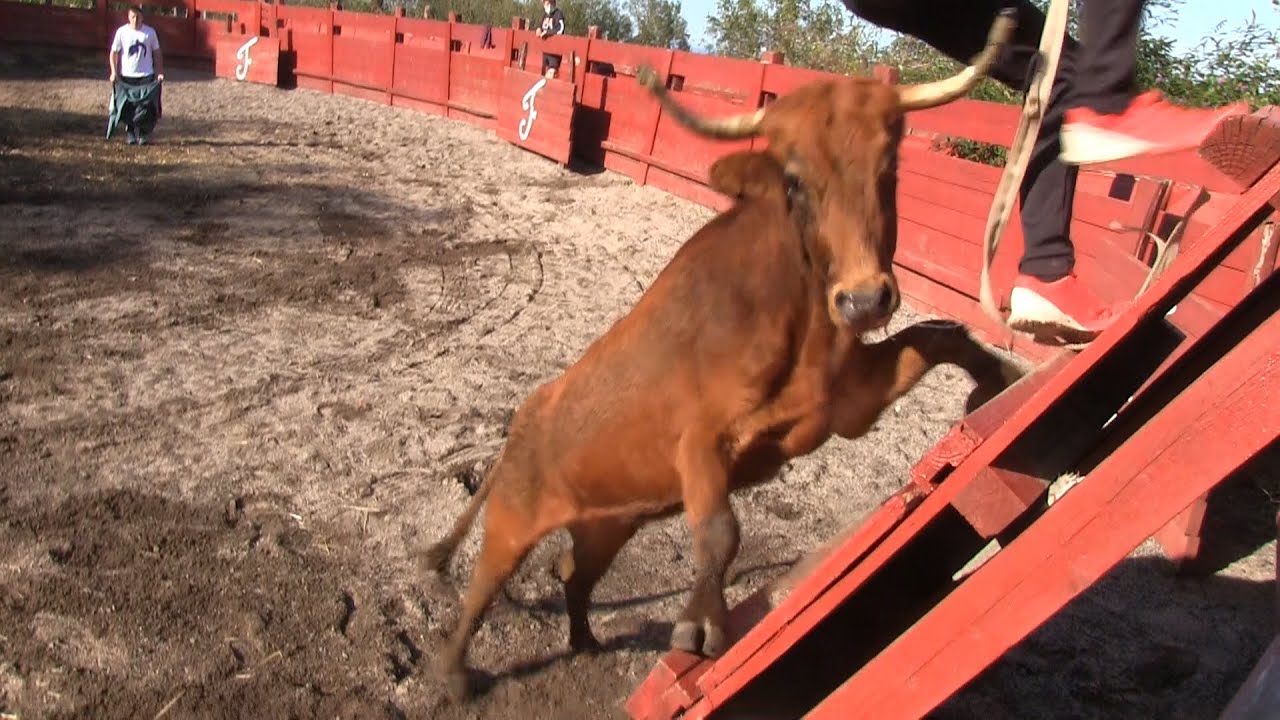 Tienta de ganado en MARQUÉS DE SAKA!! Qué bravura!!