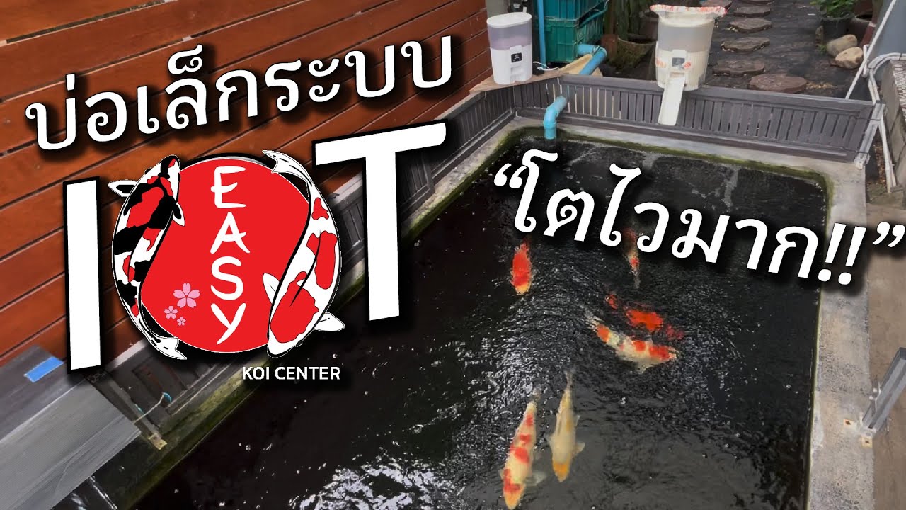 สุดล้ำ! บ่อปลาคาร์ป IoT ไม่ต้องอยู่บ้านก็เลี้ยงได้ สั่งงานทุกอย่างผ่านมือถือ 100%