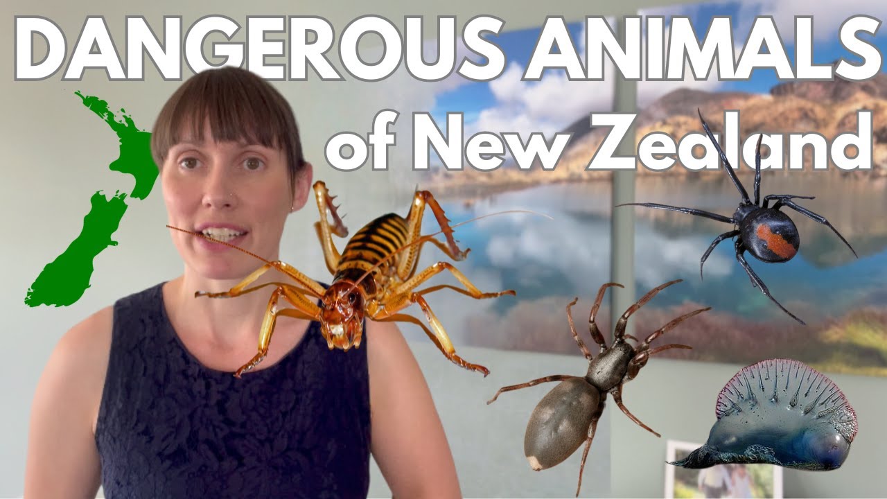 Dangerous Animals of New Zealand &ndash;  Spiders, Mammals and Bugs to watch out for.
