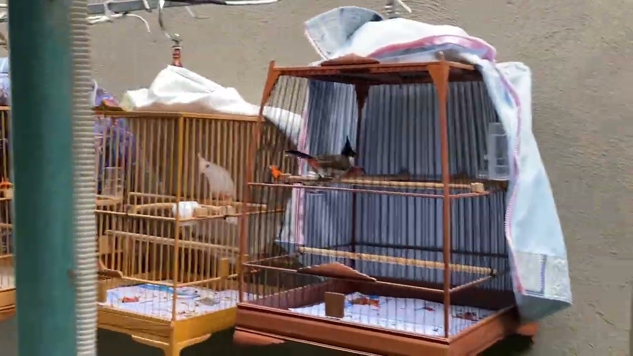 Chia sẻ cách Thuần Chào Mào Bổi Mau Dạn , Không Tật Lỗi Chỉ Trong 3 Tháng 