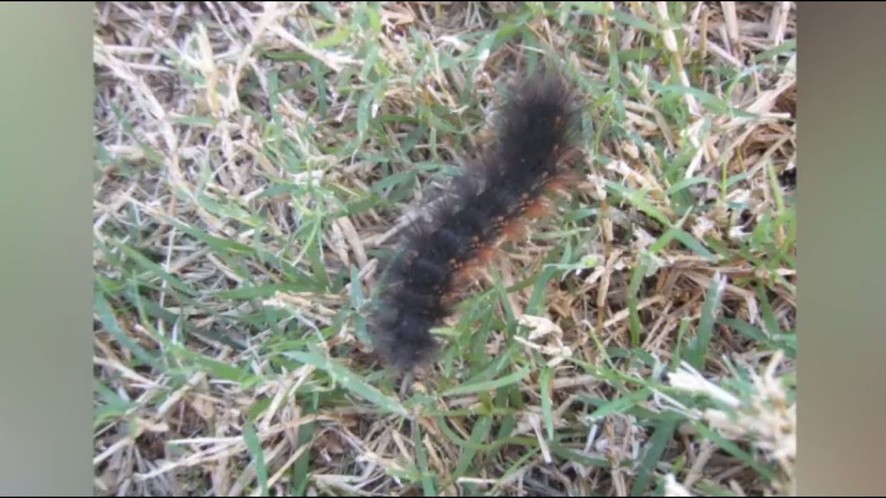 That black salt marsh caterpillar and other Texas spring and summer insects