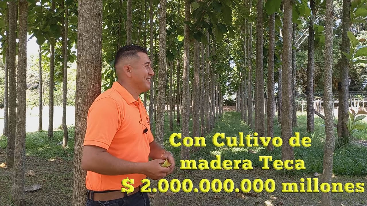 Finca para la venta en Santa Elena con Cultivo de madera Teca.🌳$ 2.000.000.000 millones negociables.