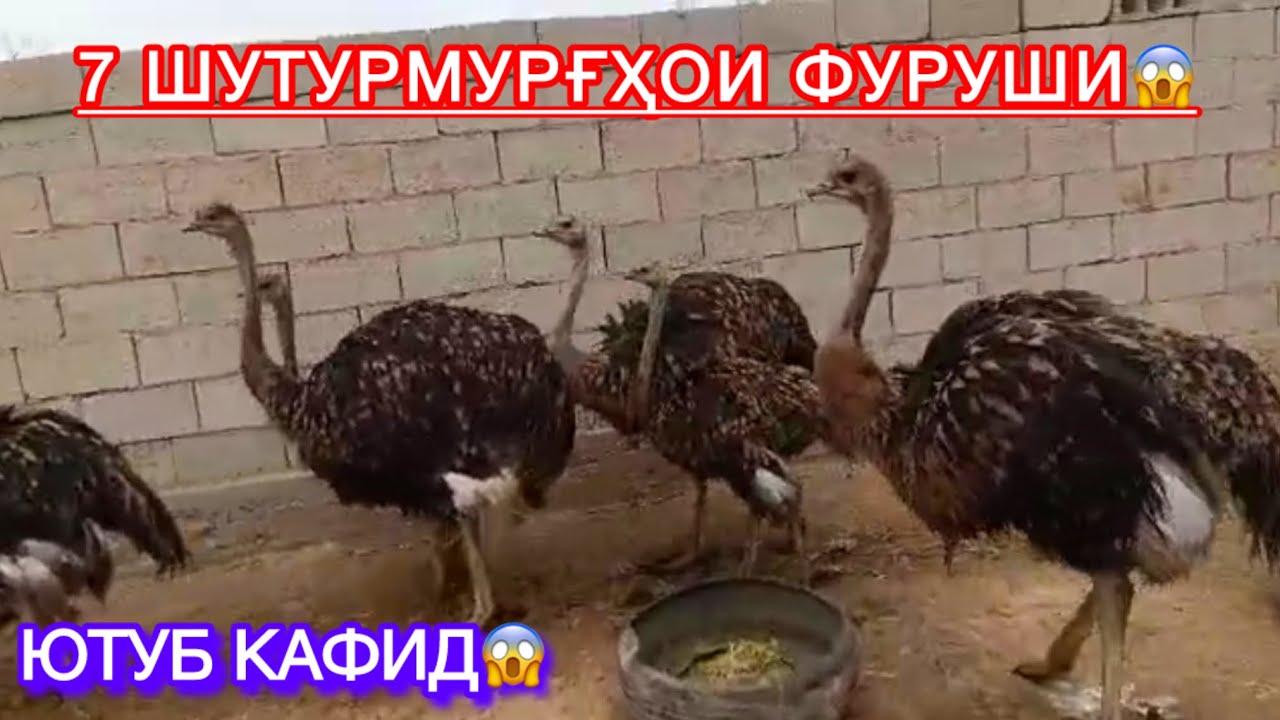 7 сар Шутурмурғҳои фуруши арзон😱. Номер 976593737 ватсап✅881114282 ватсап✅.
