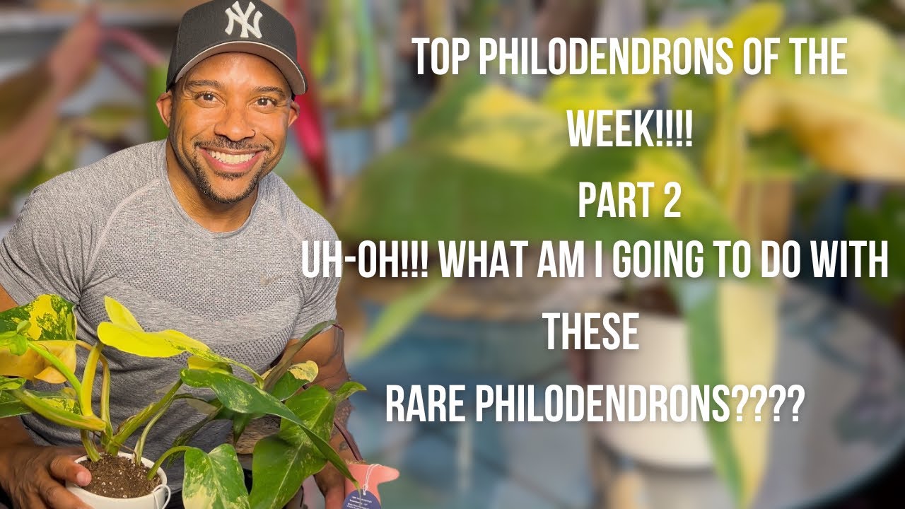 My Top Philodendrons Of the Week: Strawberry Shake And Philodendron Domesticum Variegated Care Tips