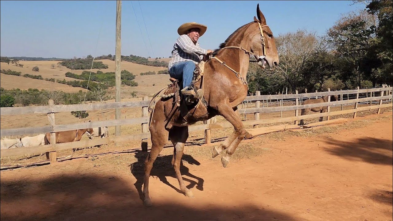 Macarrão Tropeiro Domador De Burro