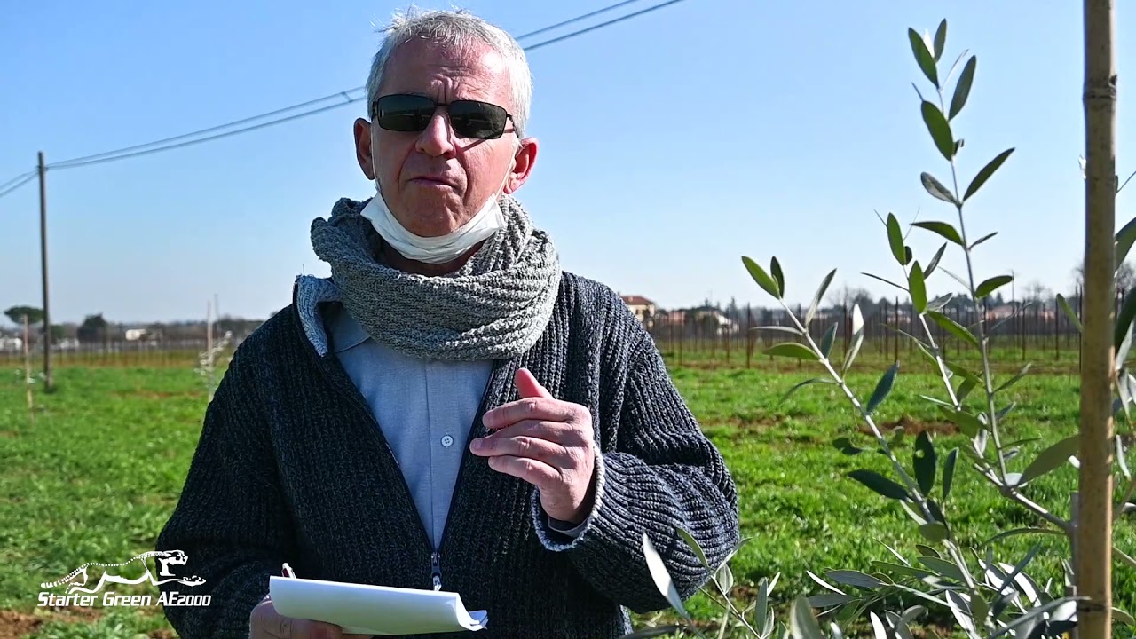 Vantaggi dell'inerbimento deli ulivi