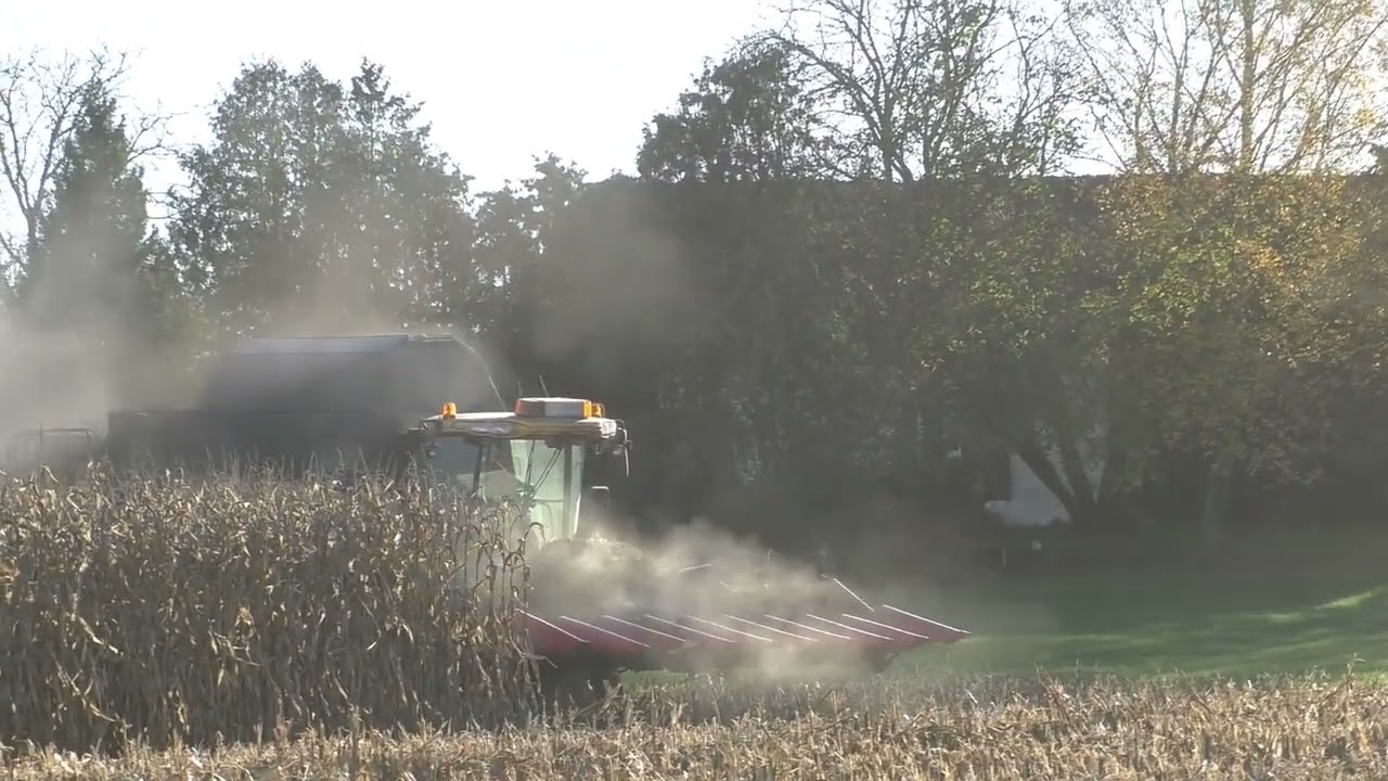 Mais Ernte 2022 Dreschen von Körnermais mit New Holland CX 880 8 Reihigen Geringhoff Maispflücker