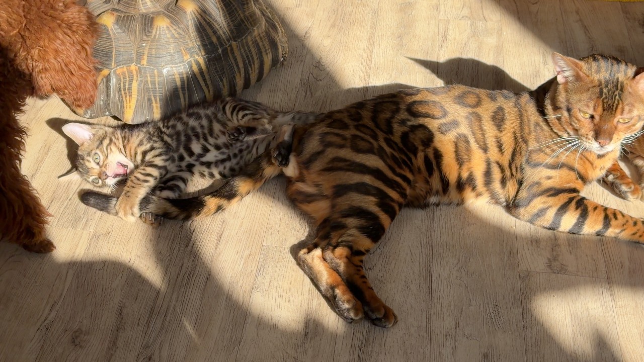 Cats are in a spring mood. У котов весеннее настроение.