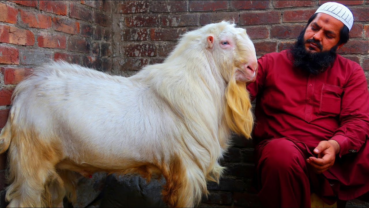 Beautiful Teddy Goats Of Imran Bhai Lahore 2021