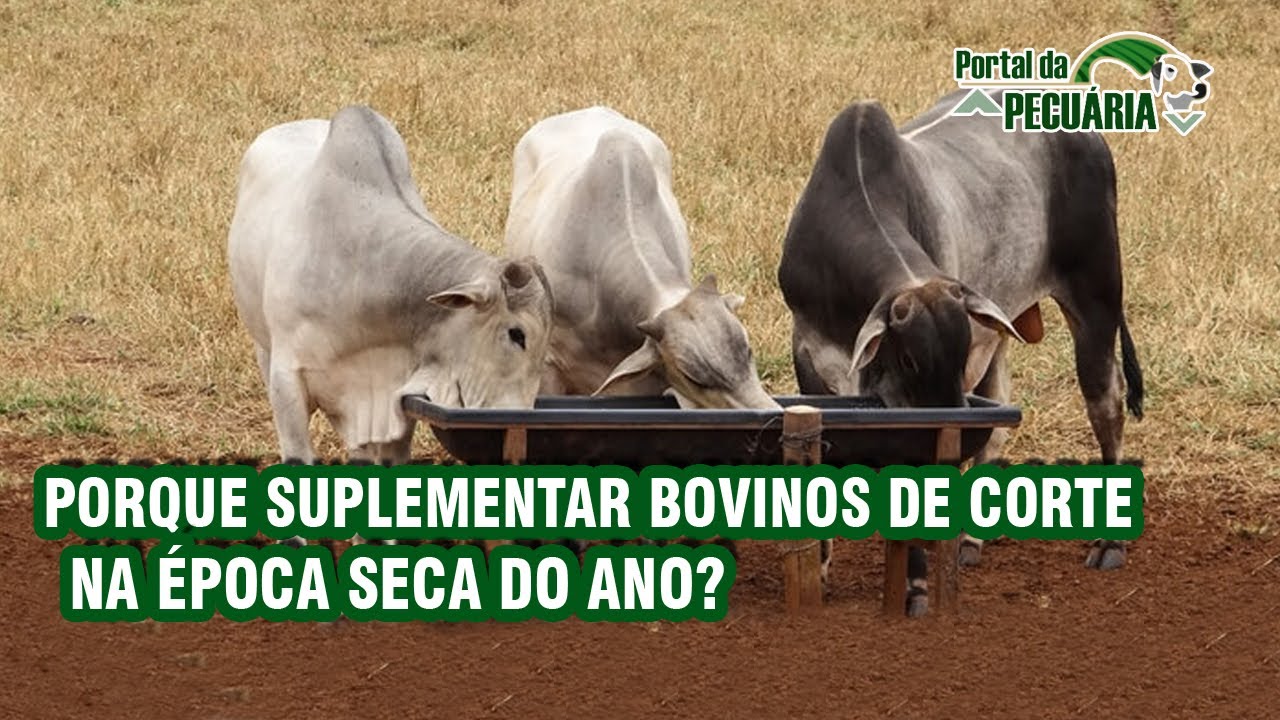 Porque suplementar bovinos de corte na época seca do ano?
