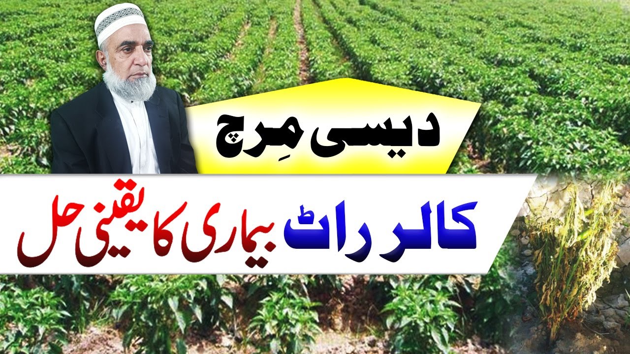 How to control Collar Rot disease of Desi Mirch || Crop Reformer