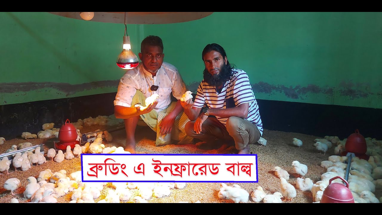 মুরগির বাচ্চা ব্রুডিং এ ইনফ্রারেড বাল্ব কতটা কার্যকর জেনে নিন || 01988883103 || Heating Bulb
