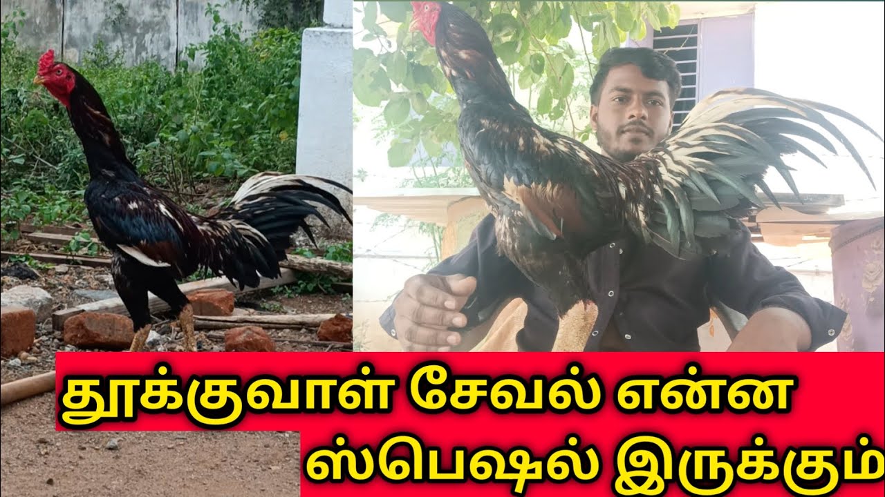 தூக்கு வால் சேவல் என்ன  ஸ்பெஷல் இருக்கும்