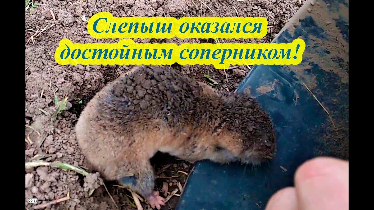 Слепыши похоже не слепые! Неожиданный результат проверки метода ловли слепыша, крота