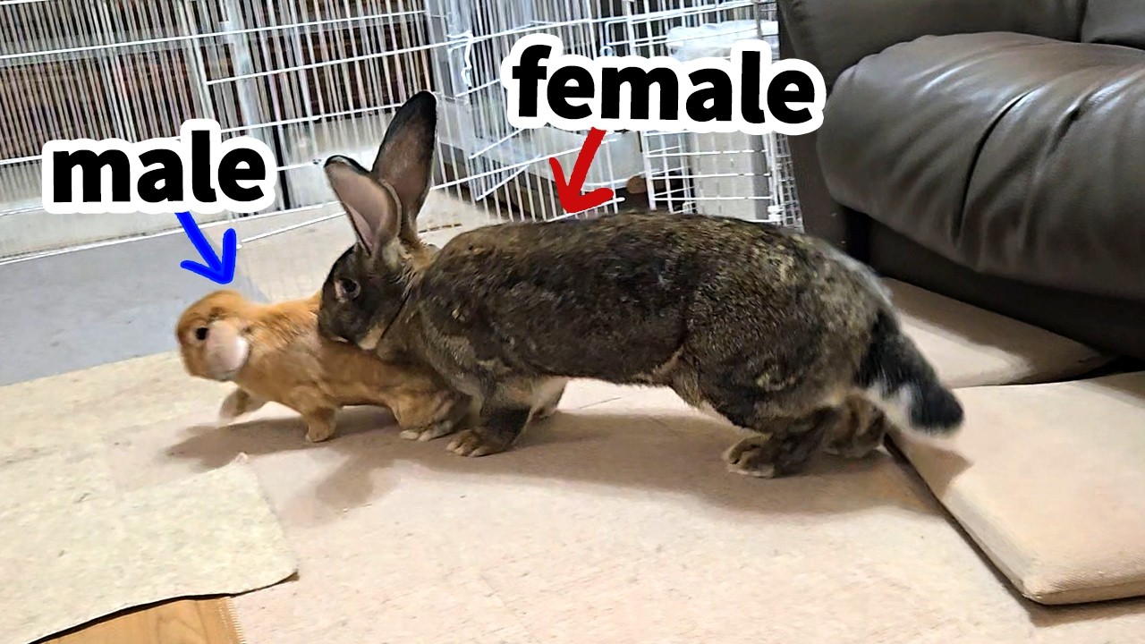 Giant Rabbit vs. Lop “Love Dance” in Our Living Room! (Bunny Love Behaviors)