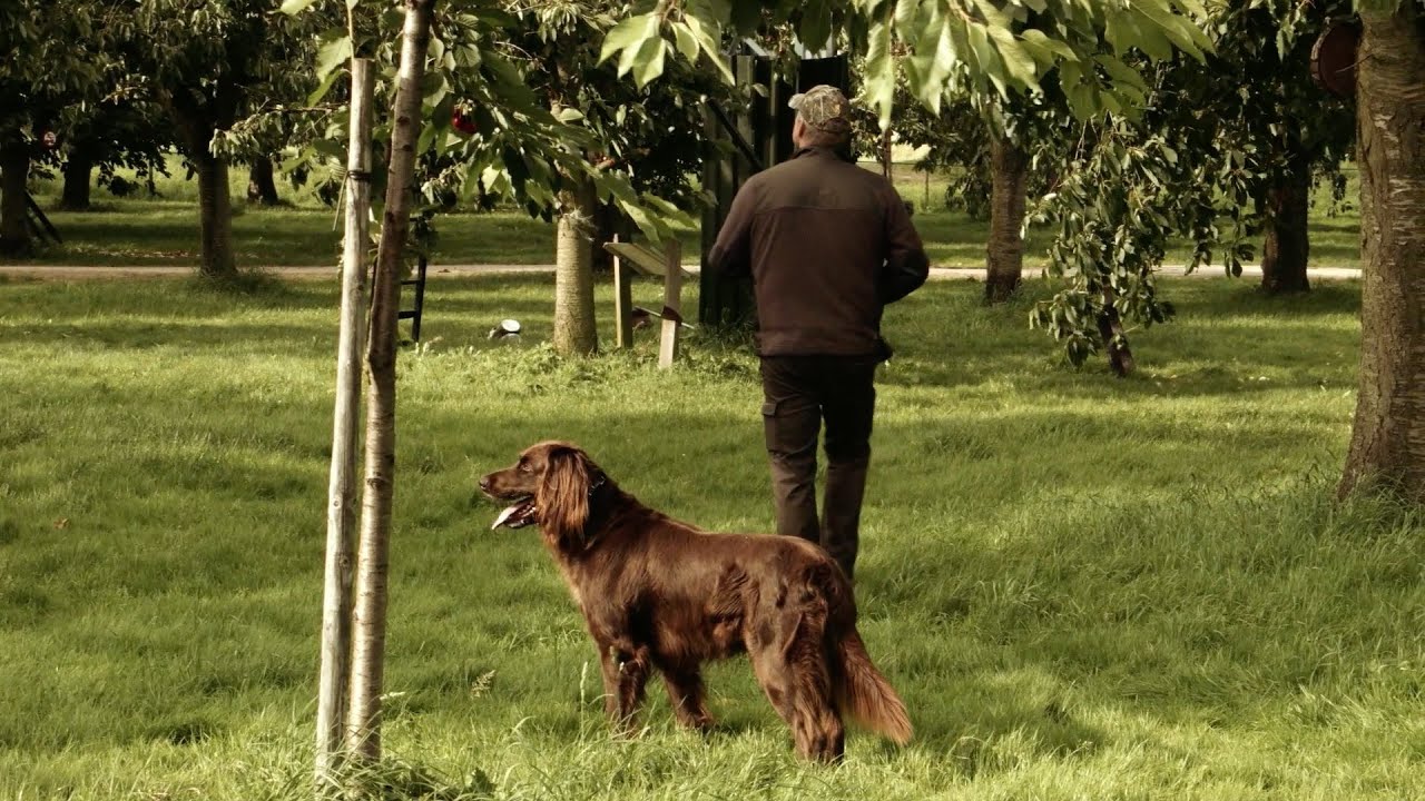 NL Jaagt - Spreeuwenjacht in de kersenboomgaard